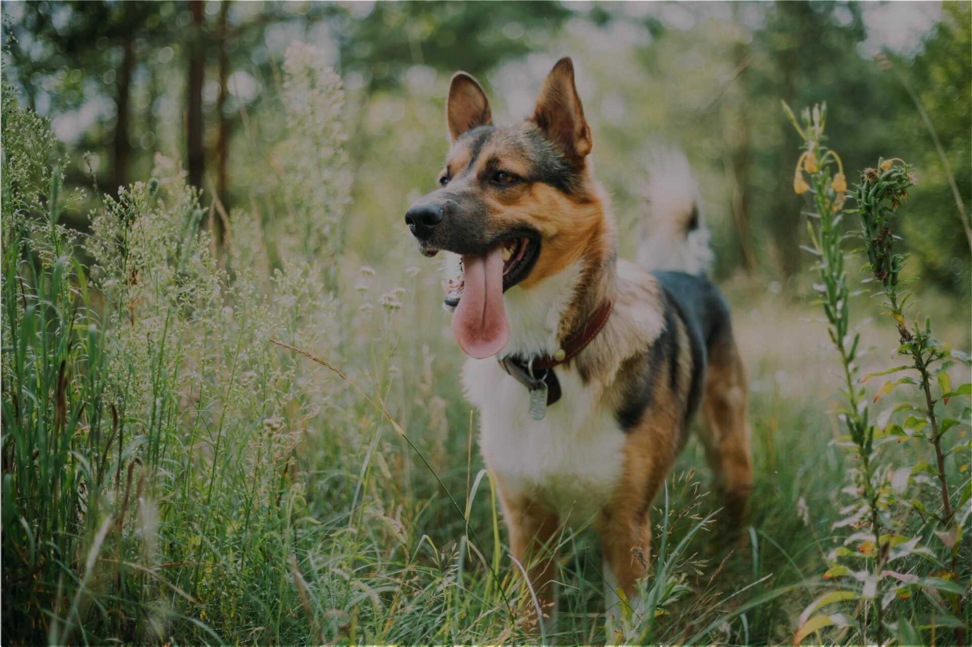 doginbushes